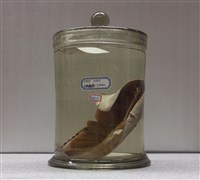 藏品(戴星鳶魟)的圖片